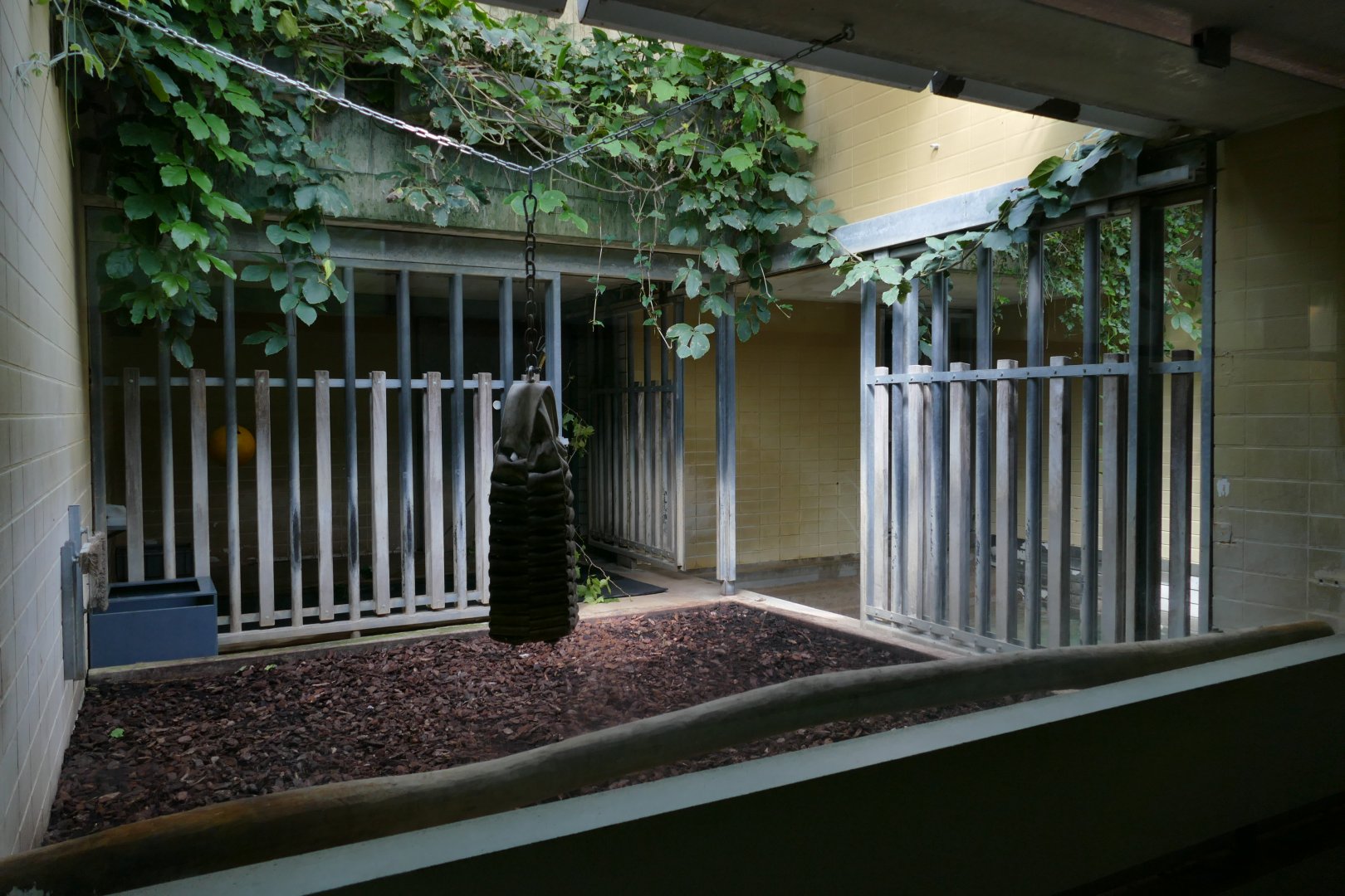 Malayan Tapir Indoor Exhibit
