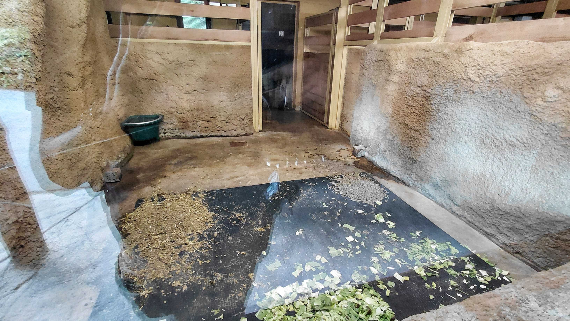 Malayan tapir indoor exhibit