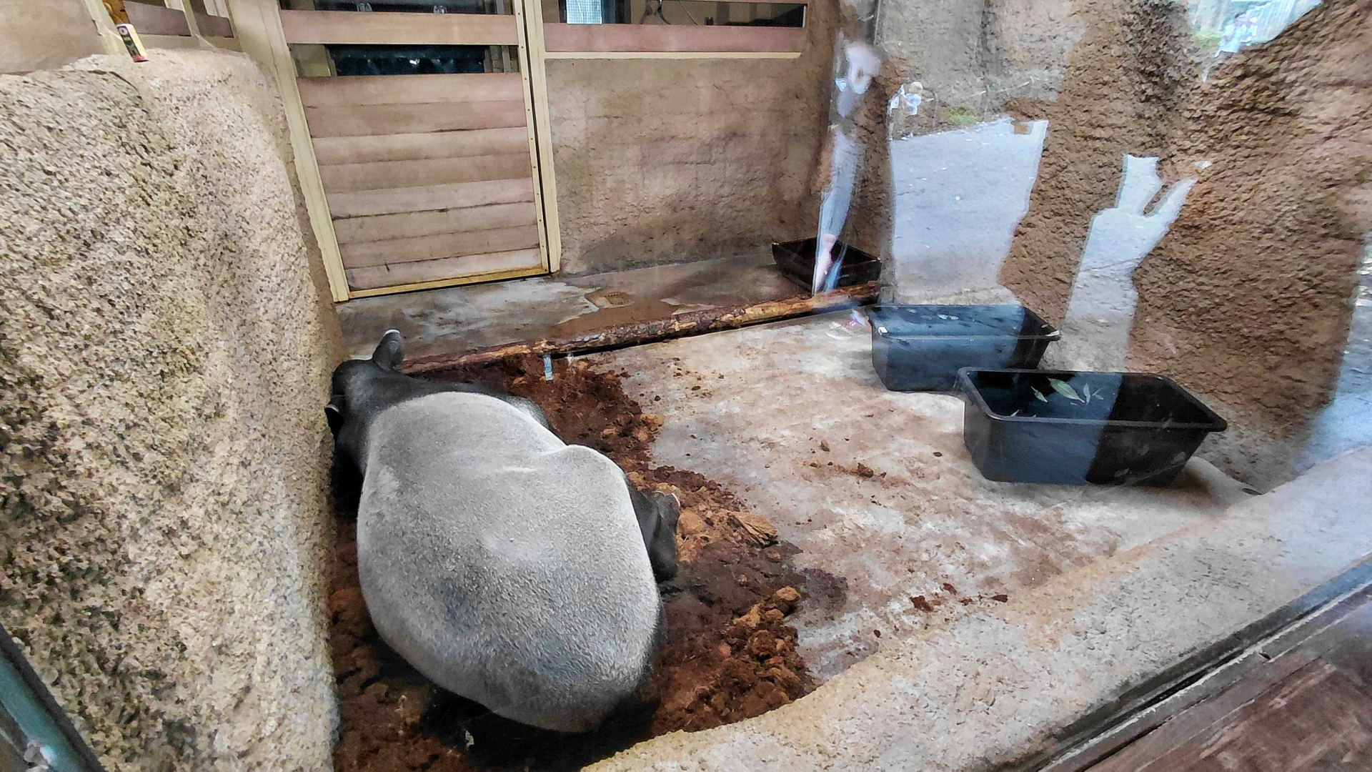 Malayan tapir indoor exhibit