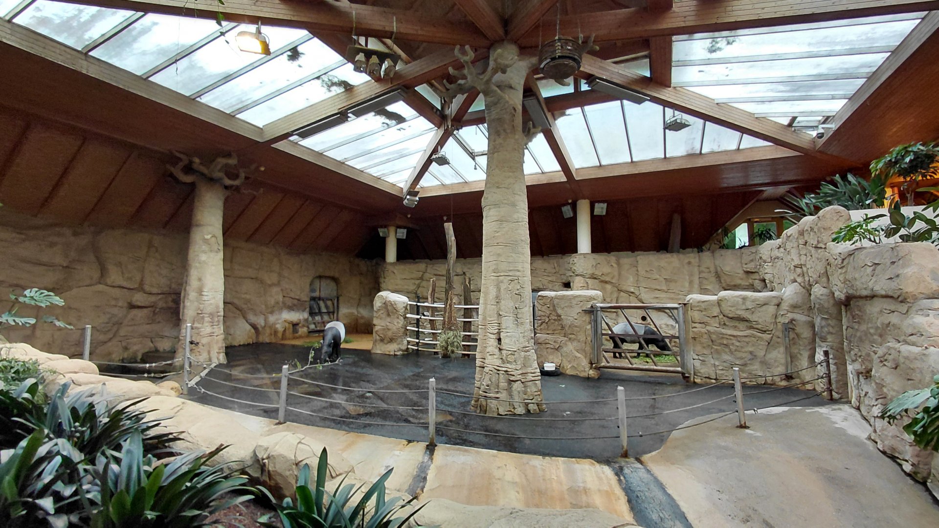 Malayan tapir indoor exhibit
