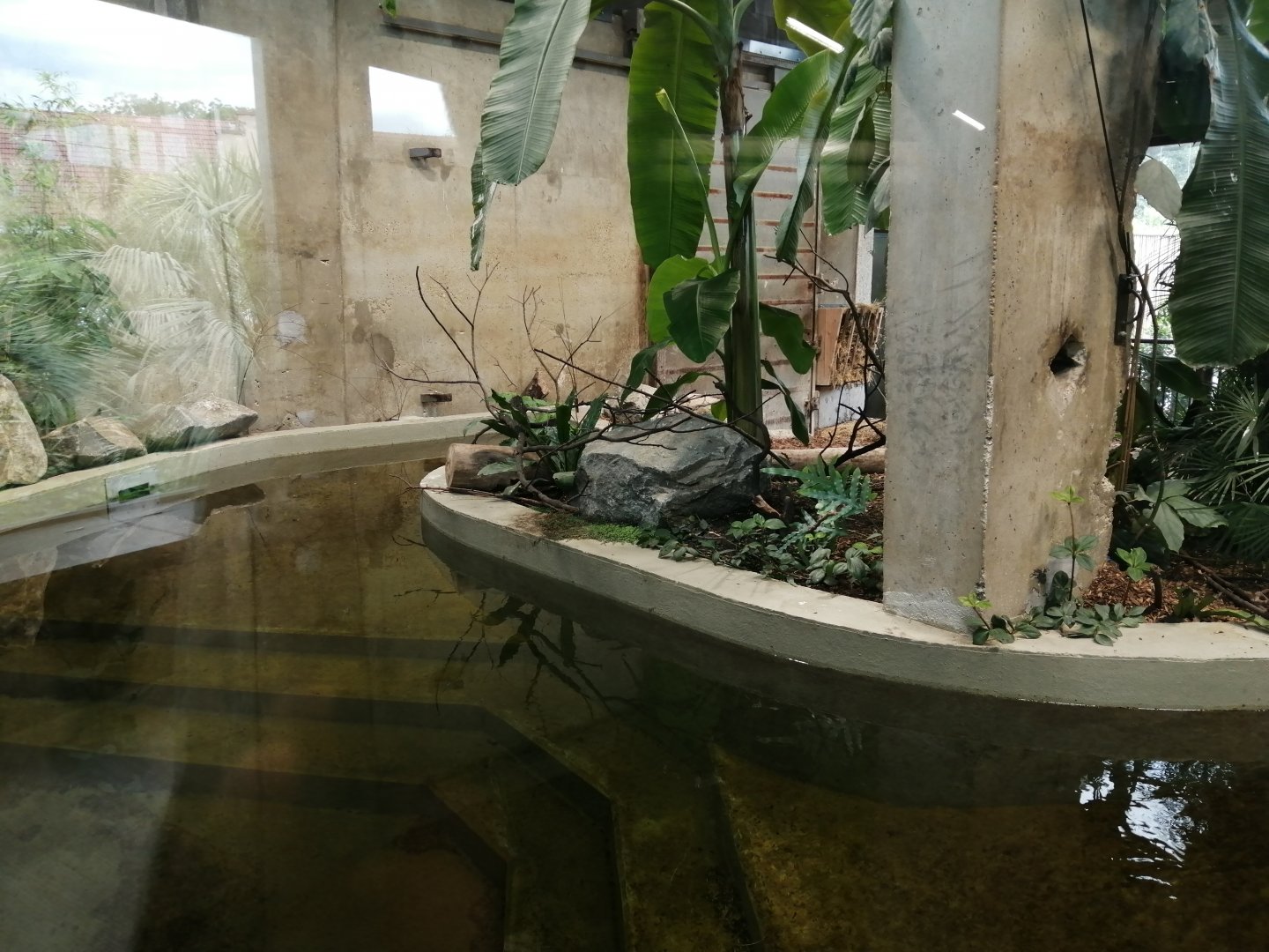 Malayan tapir indoor pool