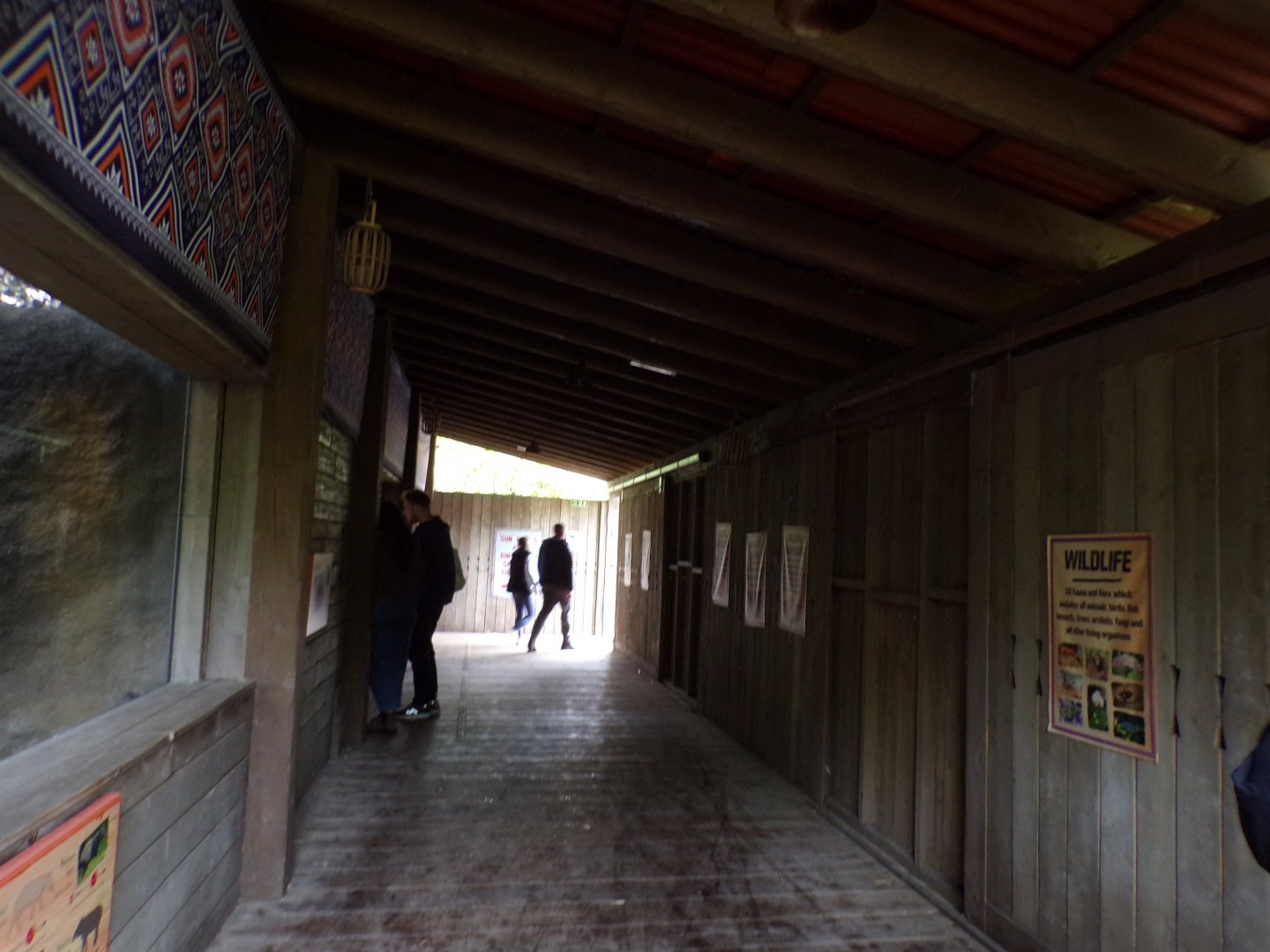 Malayan tapir indoor viewing area 29.6.24
