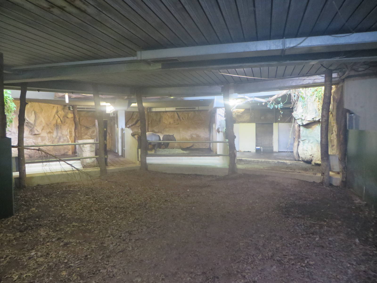 Malayan tapir indoor