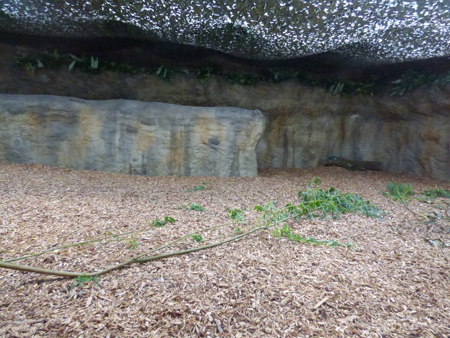 Malayan Tapir Indoor