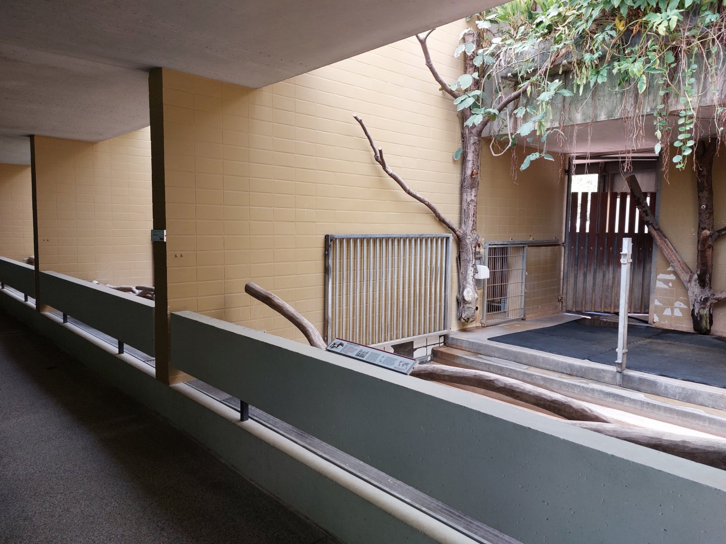 Malayan tapir indoor