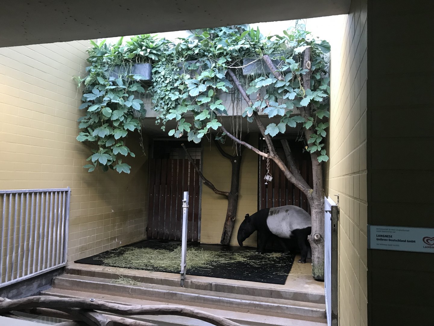 Malayan tapir indoors 011218