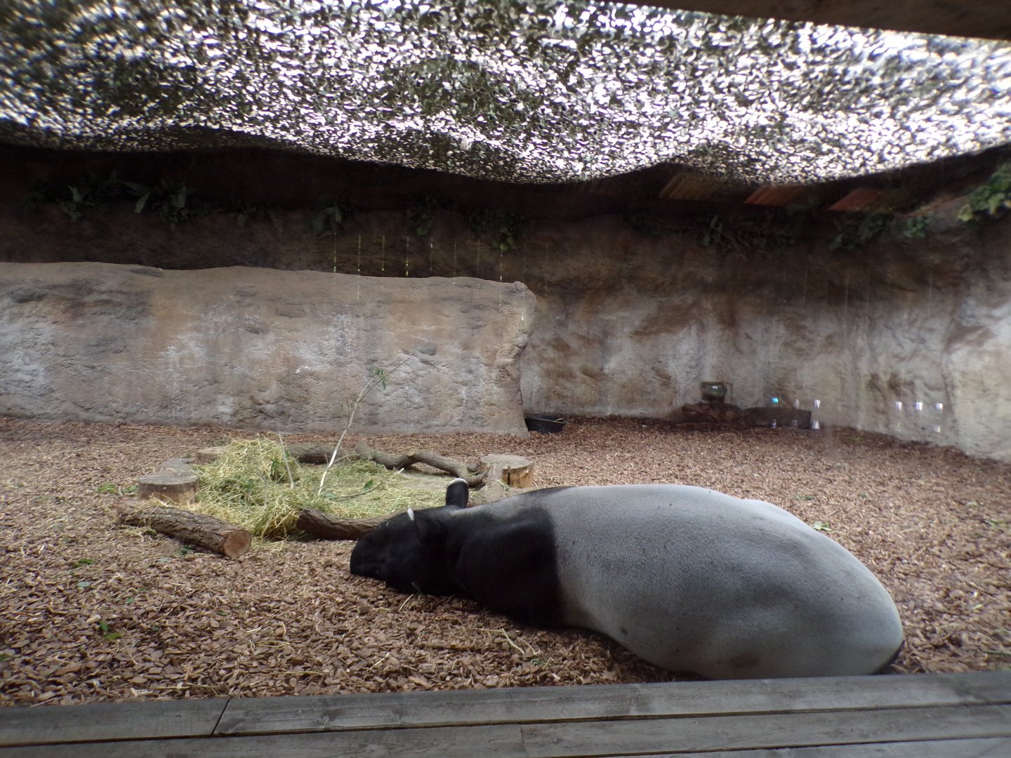 Malayan tapir indoors 29.6.24
