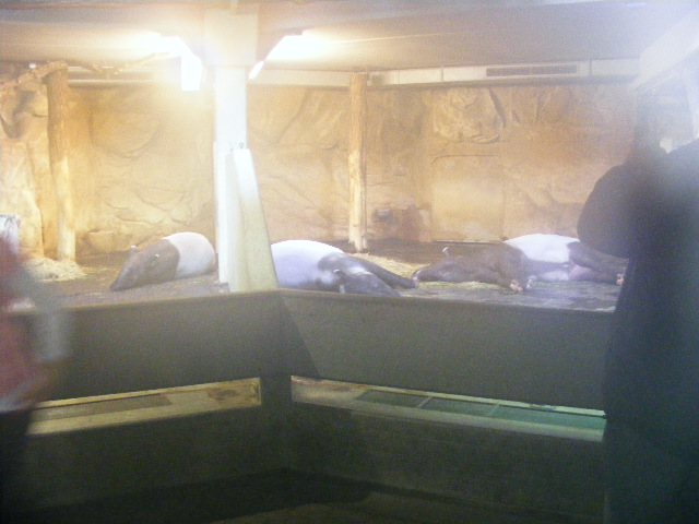 Malayan tapir indoors