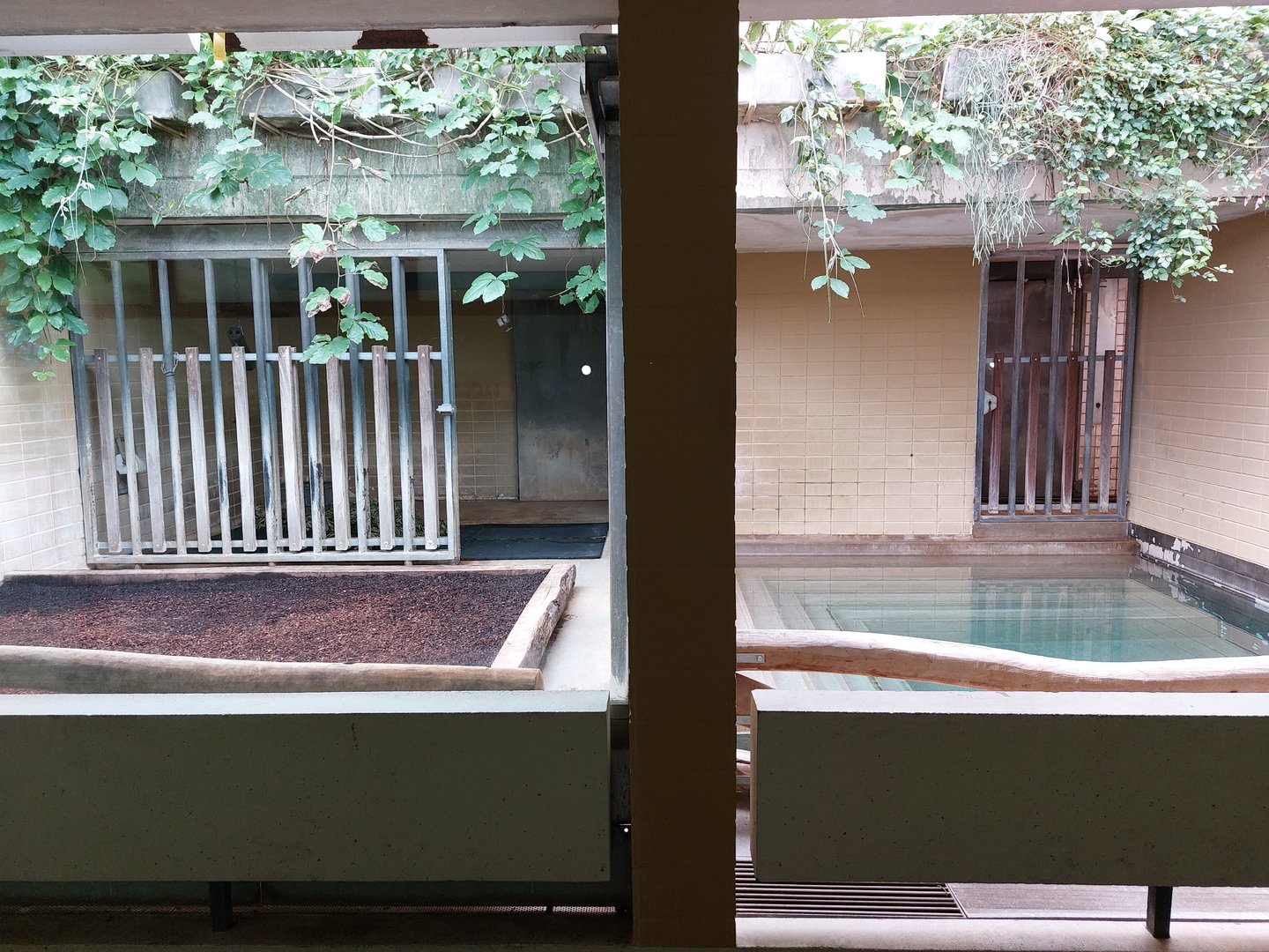 Malayan tapir indoors