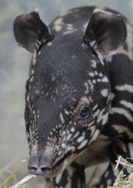 Malayan tapir infant