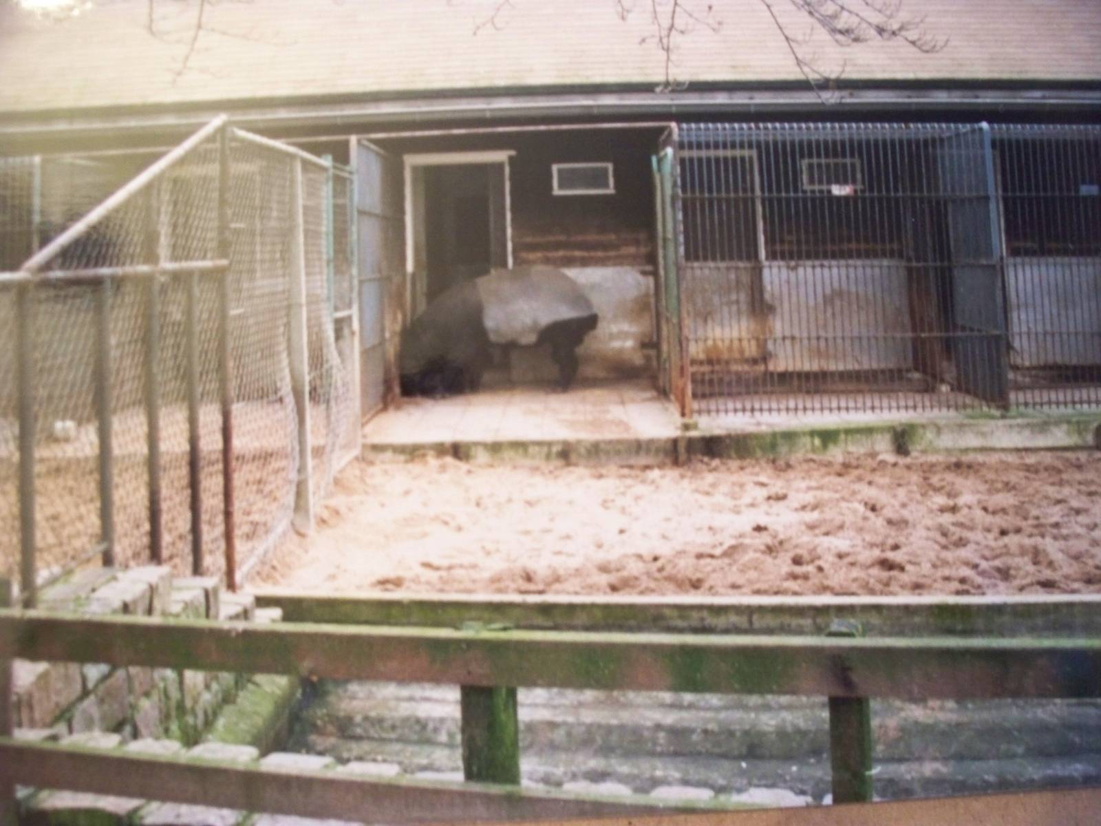 Malayan tapir January 1988