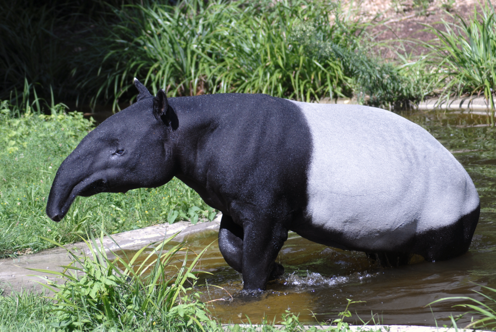 Malayan Tapir - Jardin des Plantes 2023