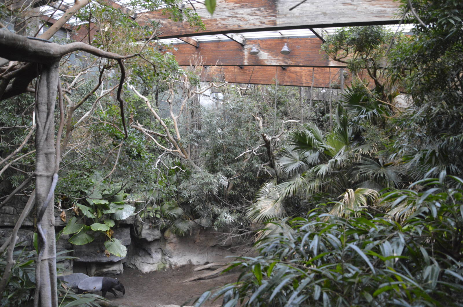 Malayan Tapir - Jungle World 031215