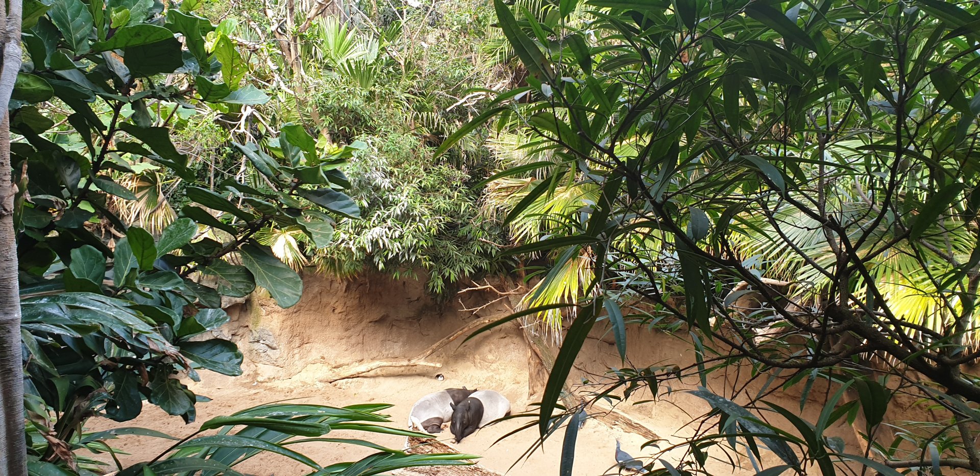 Malayan tapir, Jungle world
