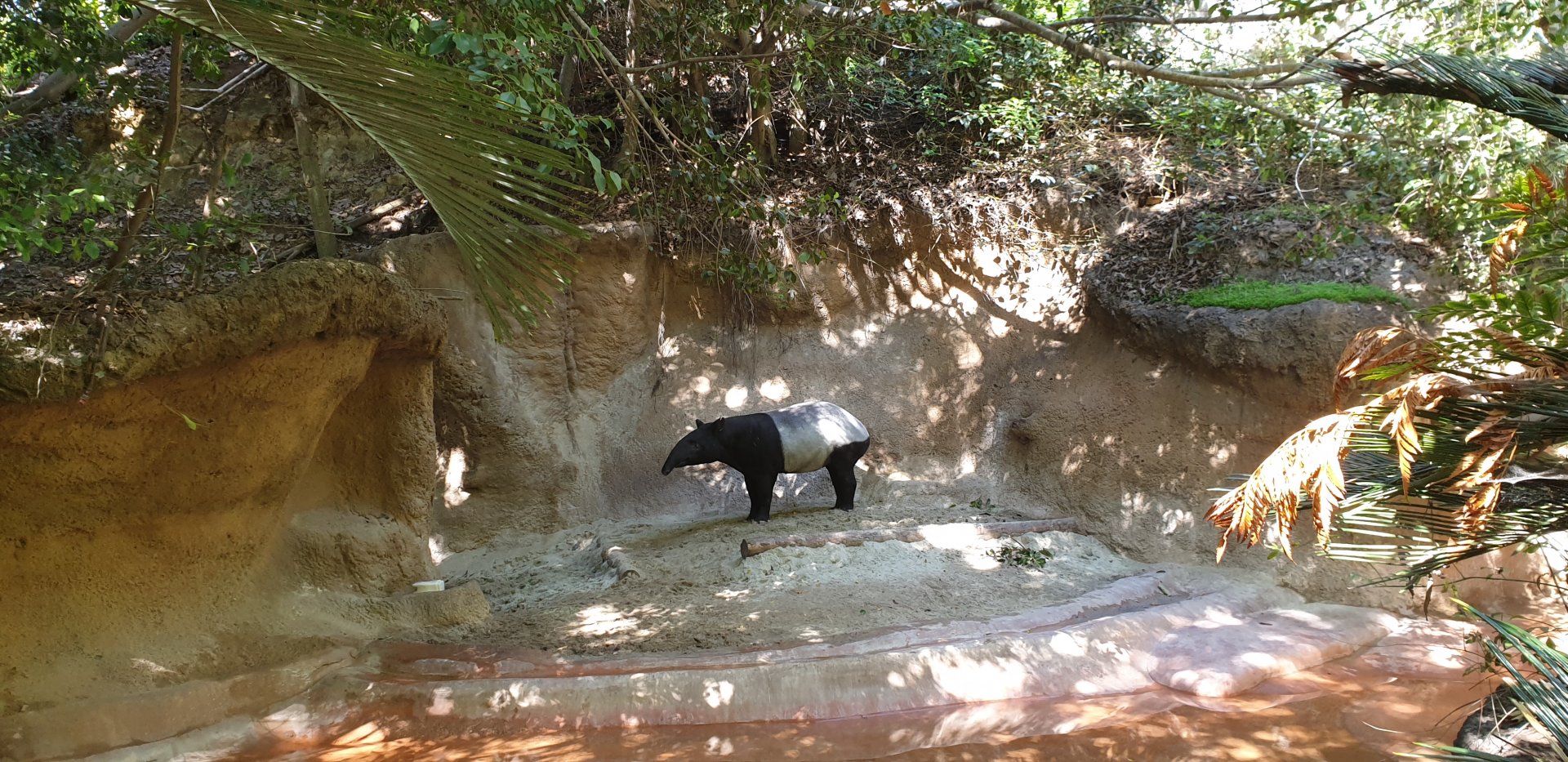 Malayan Tapir, Lost Forest