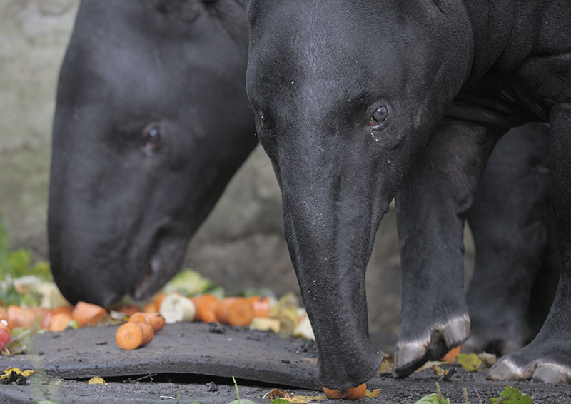 Malayan tapir lunchtime