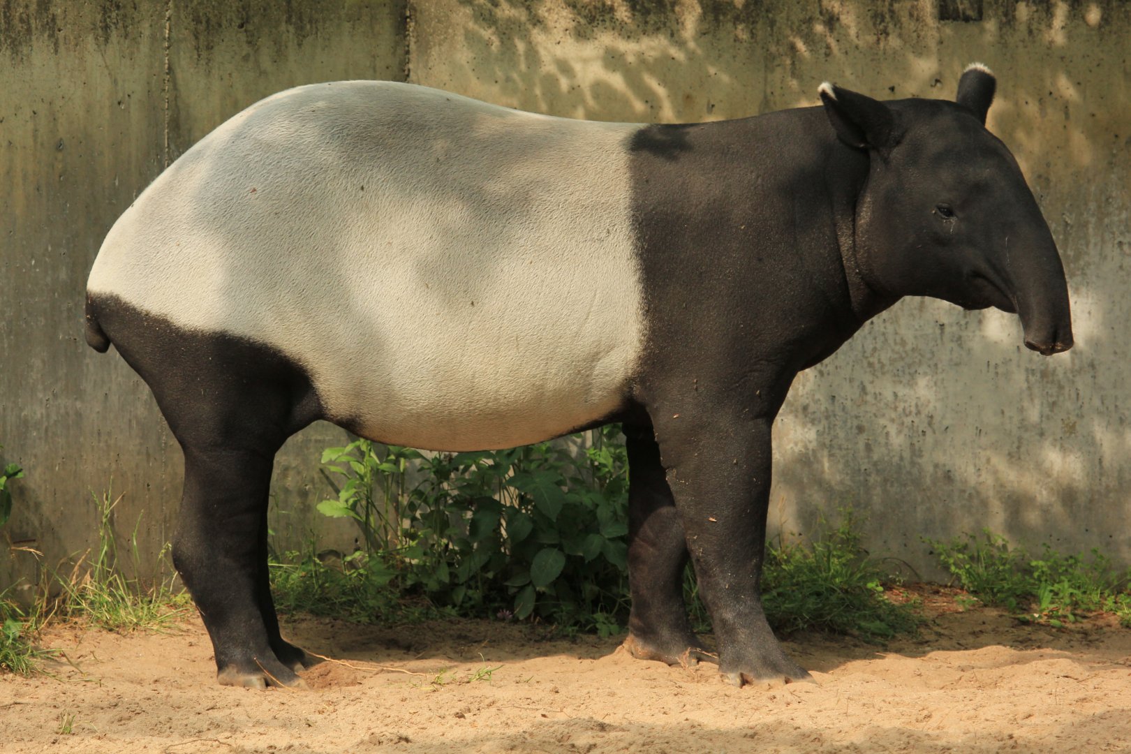 Malayan Tapir (Mai 2018)