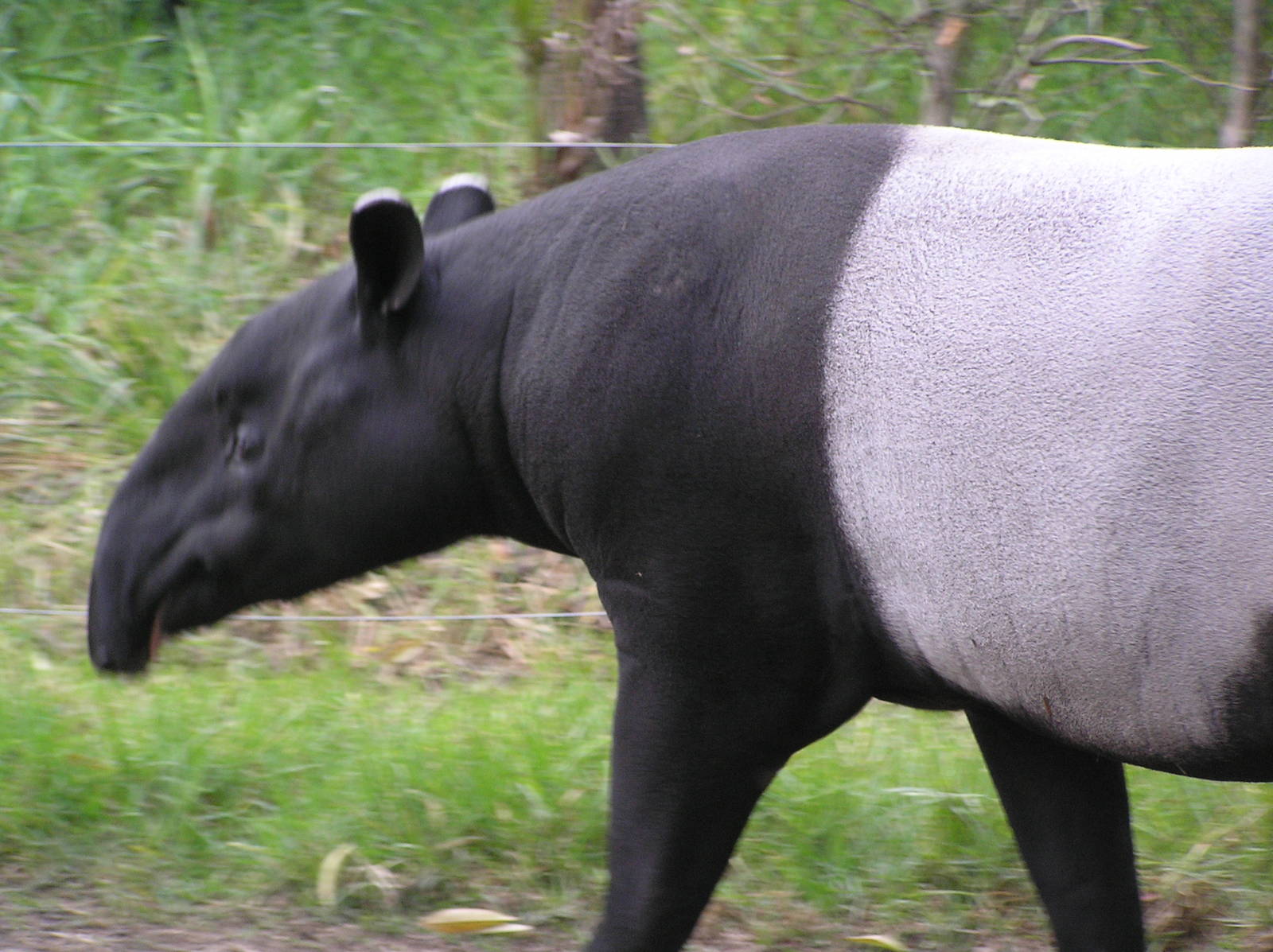 Malayan tapir - Melbourne zoo 05