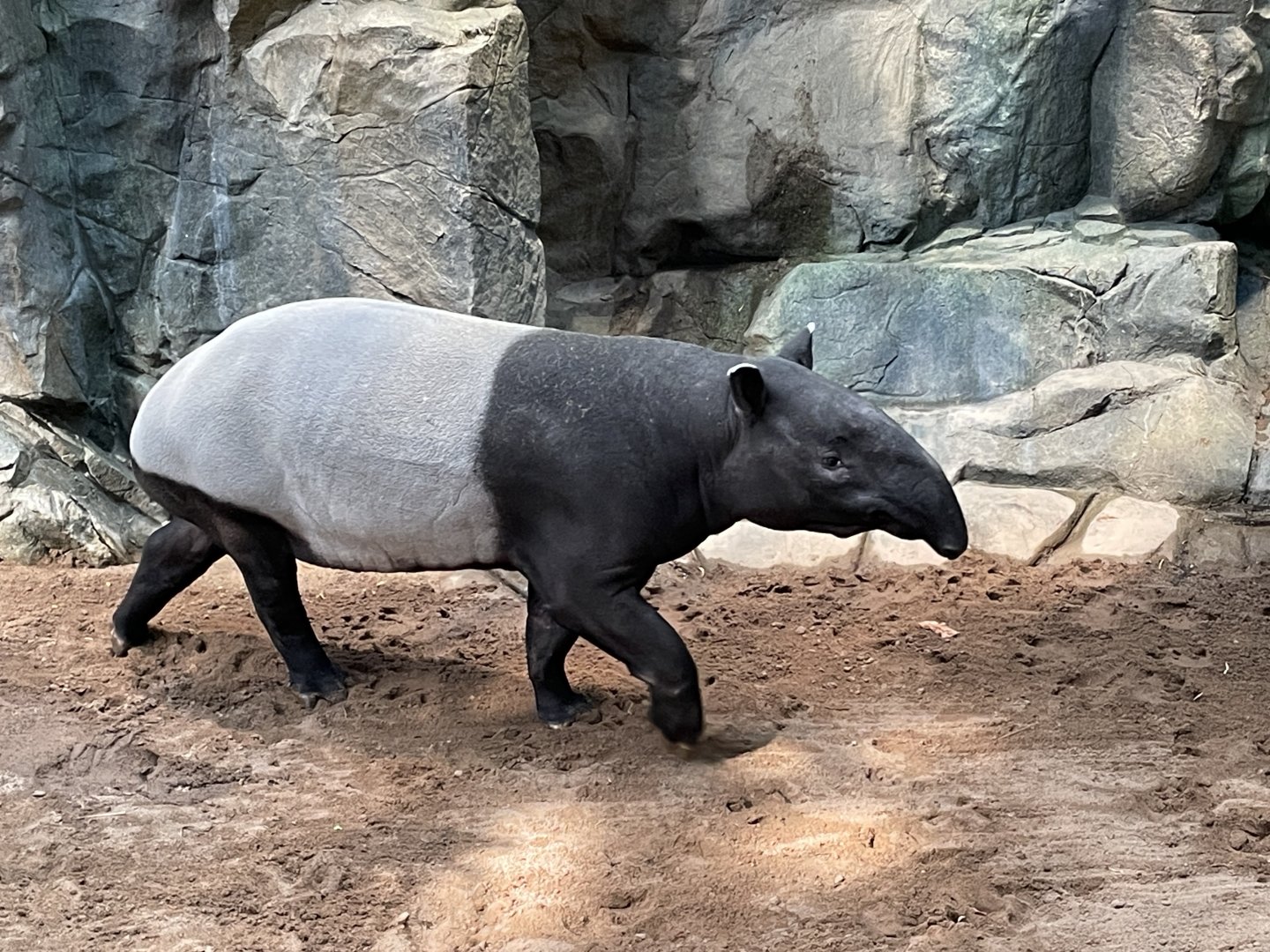 Malayan Tapir - Minnesota Zoo, 3/13/25