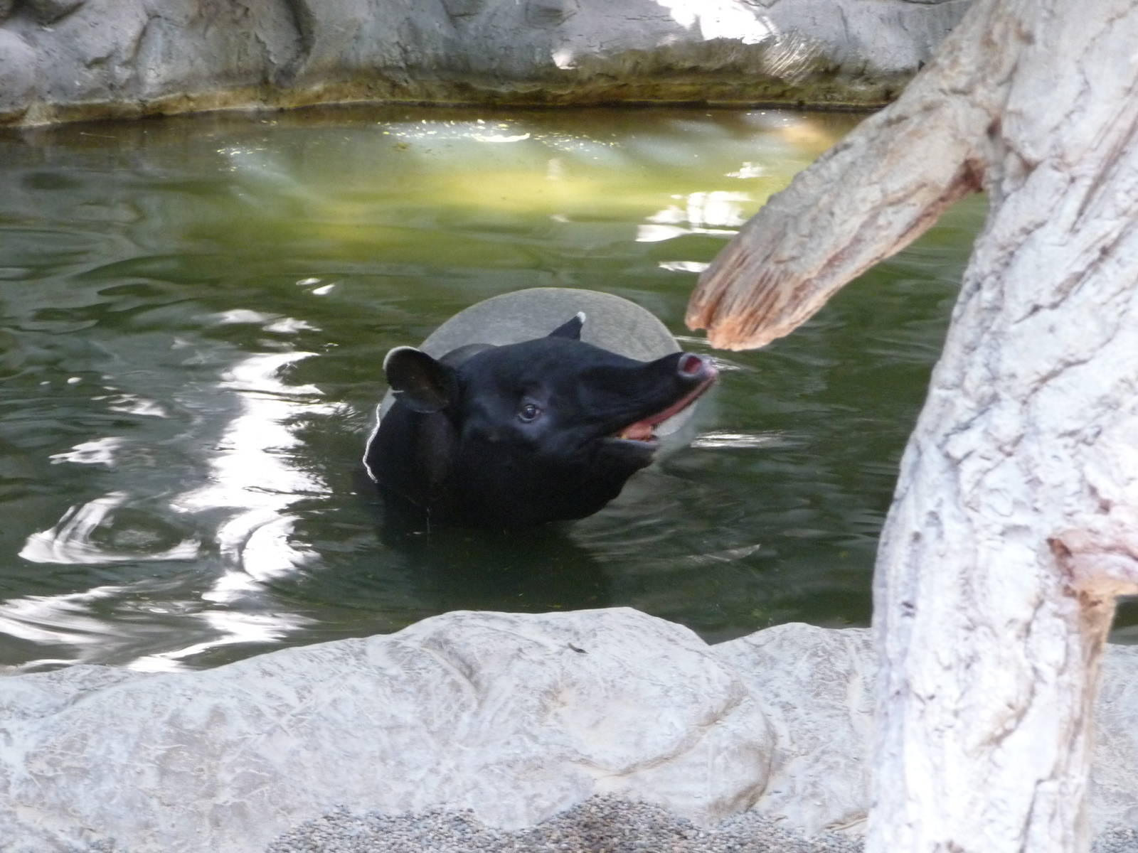 Malayan Tapir - Minnesota Zoo