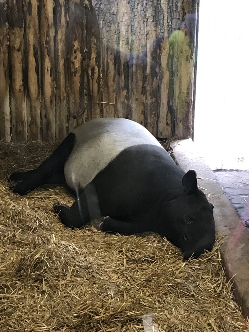 Malayan tapir “Mogli”