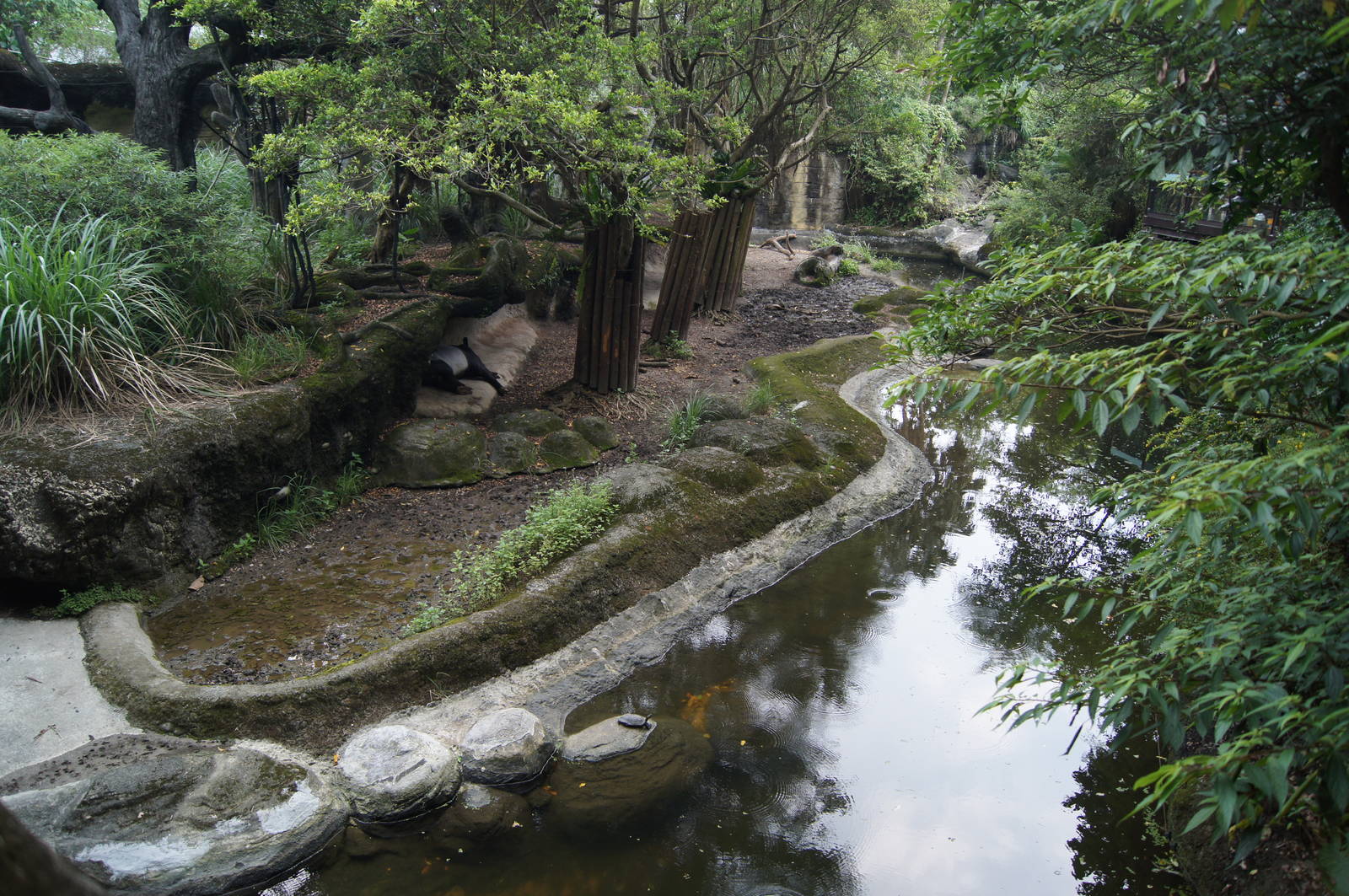 Malayan tapir/muntjac/gibbon enclosure