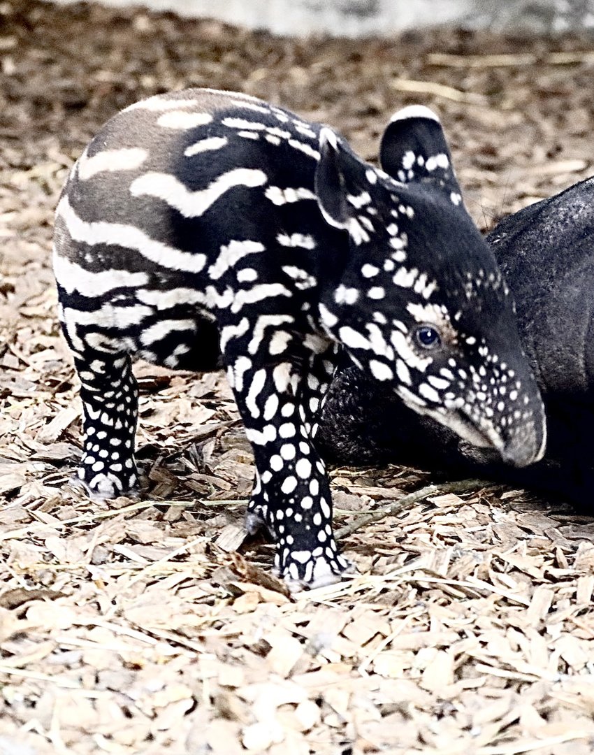 Malayan Tapir Nessa