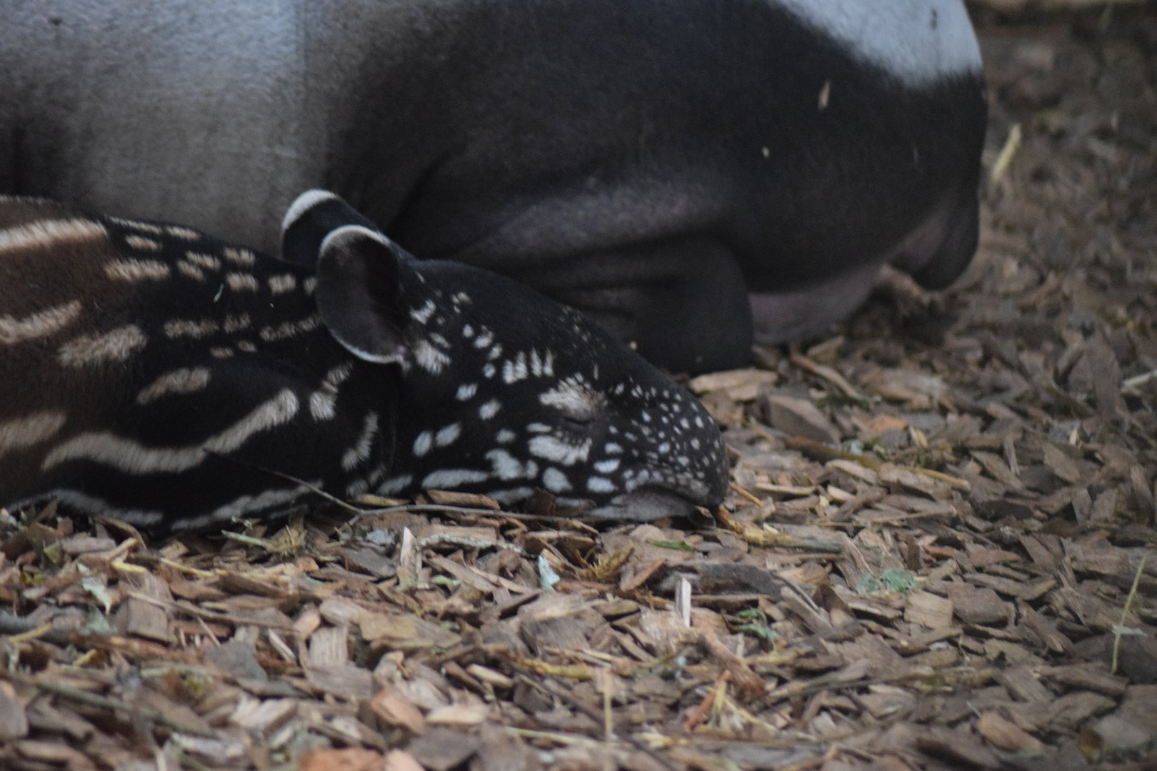 Malayan Tapir- Nessa
