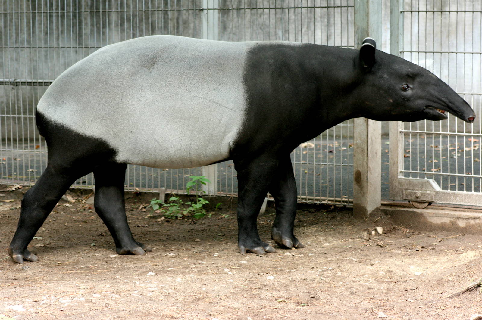 Malayan tapir; Nuremberg; 8th September 2015