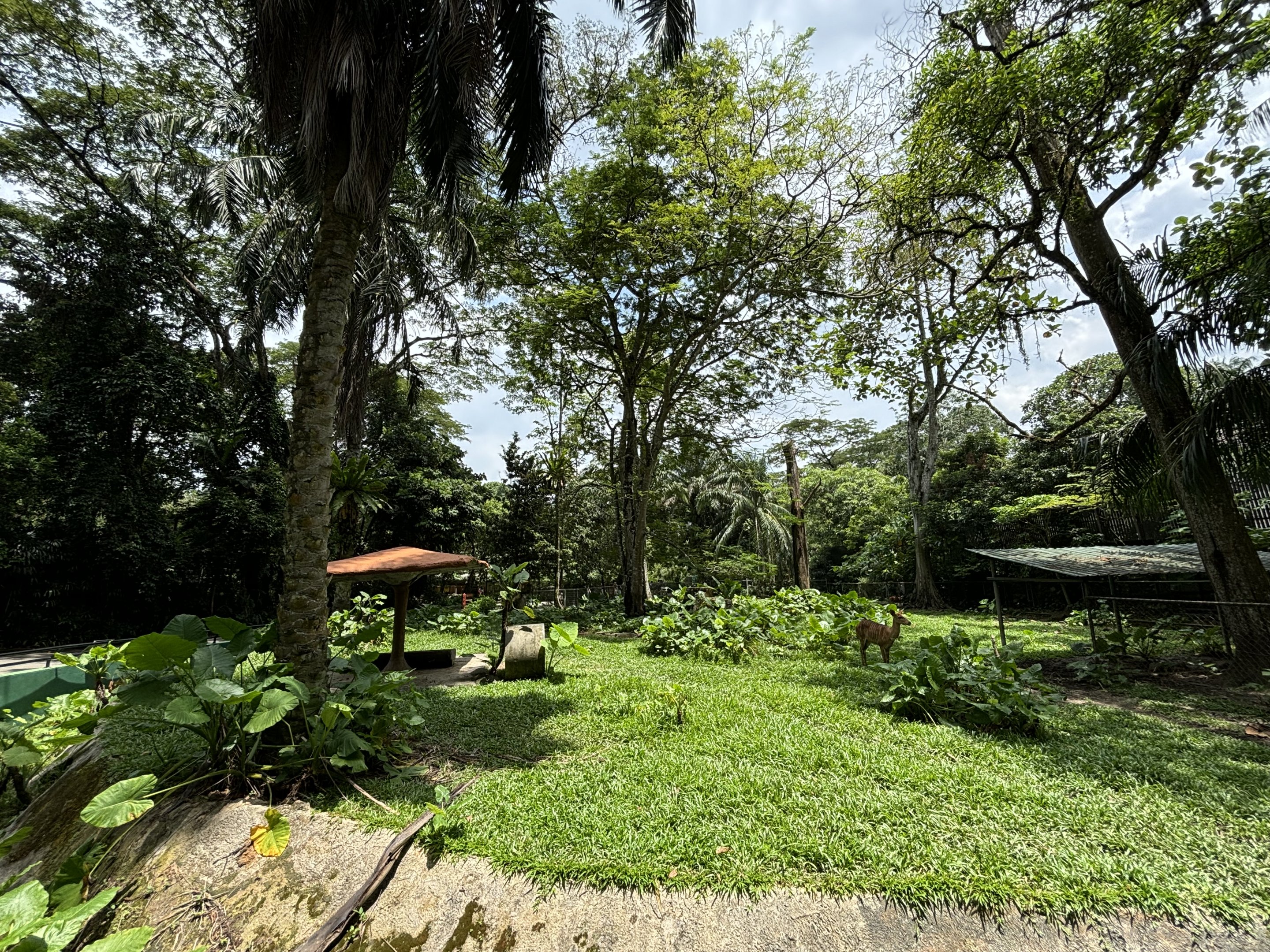 Malayan Tapir/Nyala/Barking Deer Exhibit