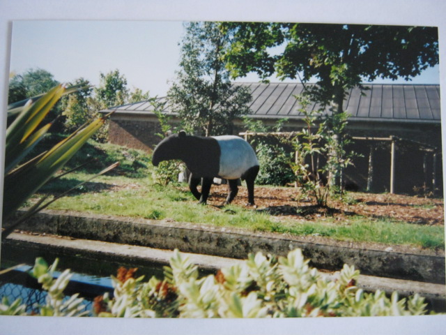 Malayan Tapir on Cotton Terraces, 6/10/99
