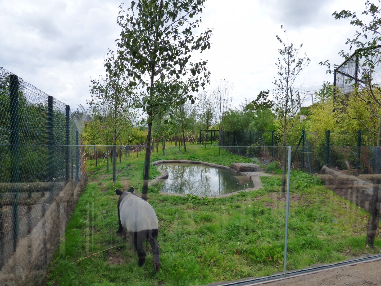 Malayan Tapir Outdoor 2