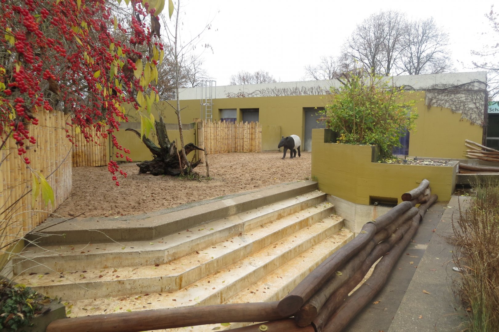 Malayan tapir outdoor enclosure 031218