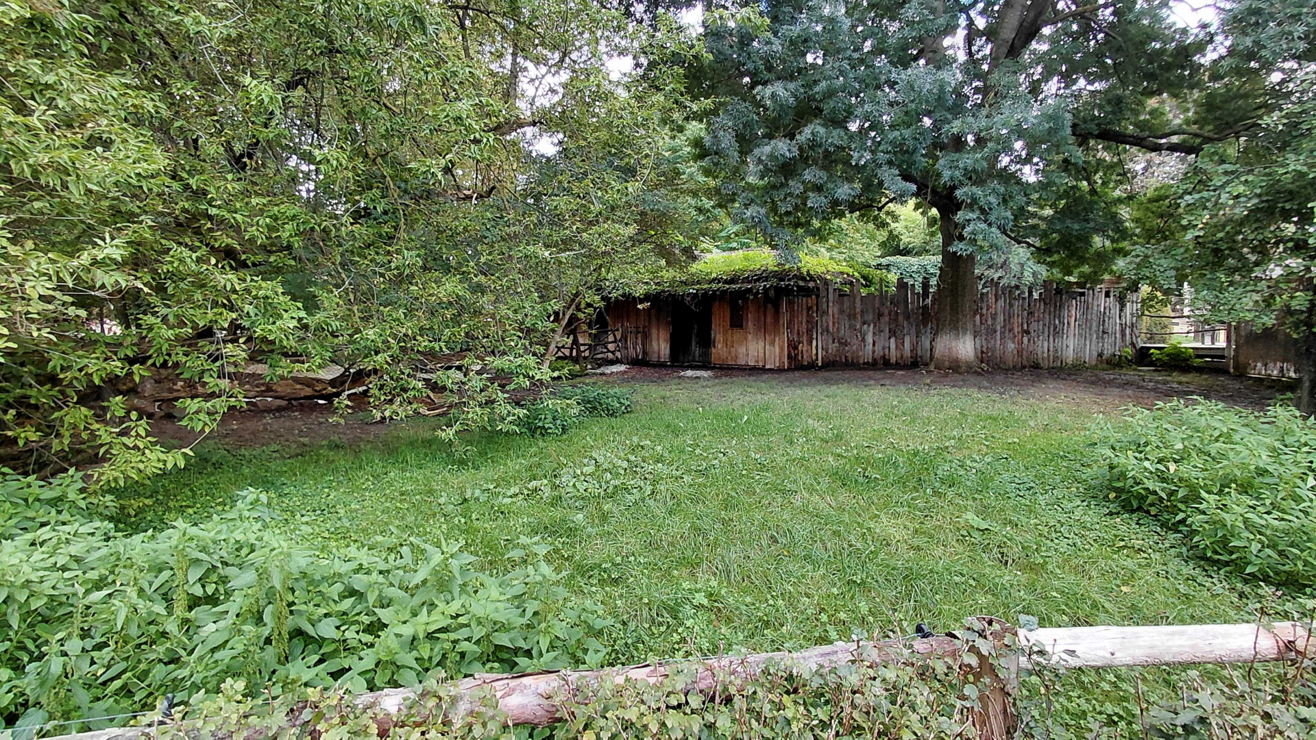 Malayan tapir outdoor exhibit