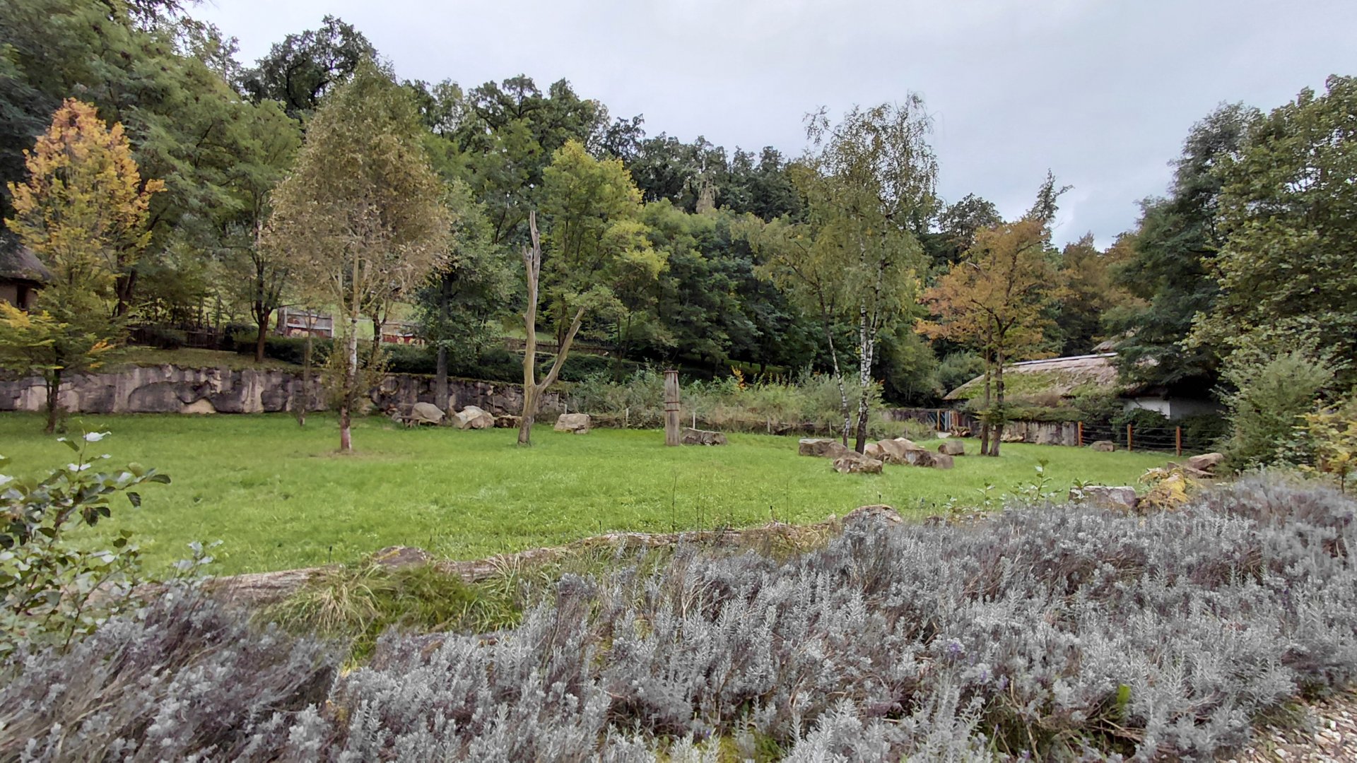Malayan tapir outdoor exhibit