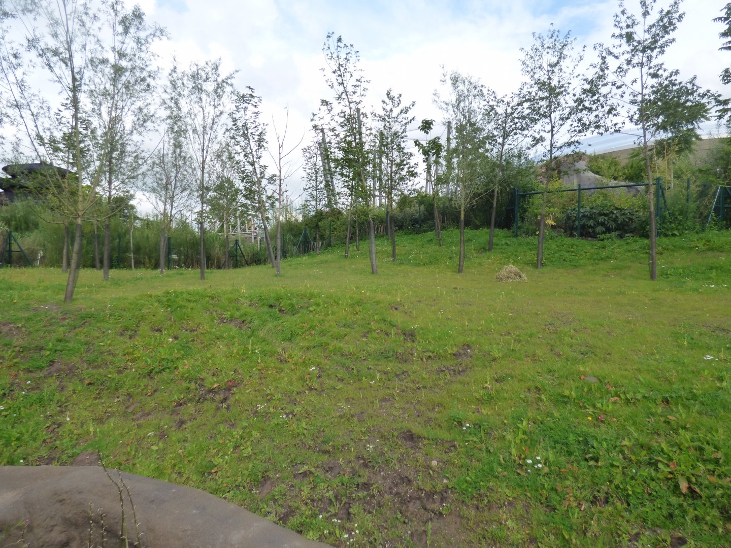 Malayan Tapir Outdoor