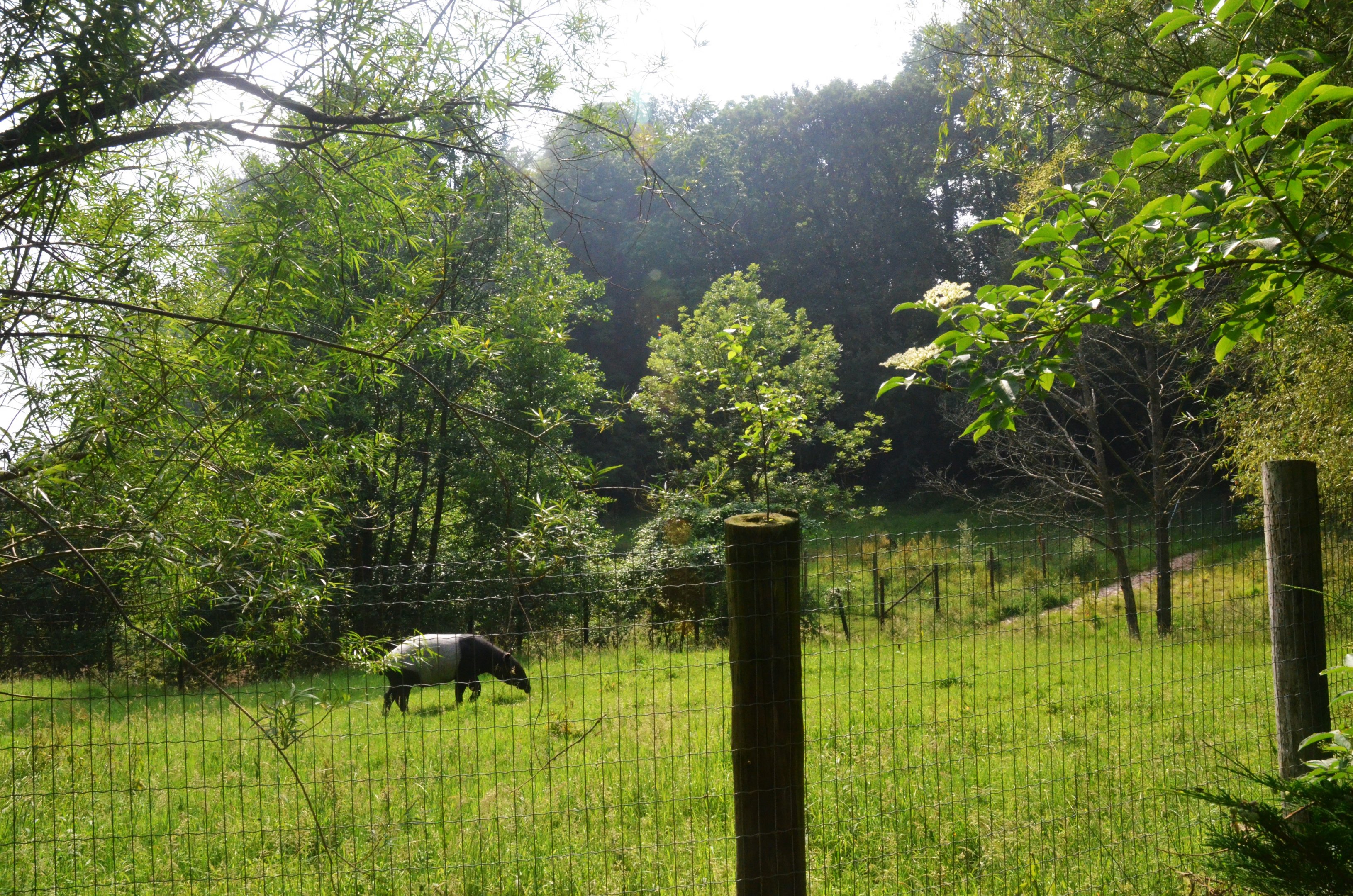 Malayan Tapir Paddock at CERZA, 10/06/18