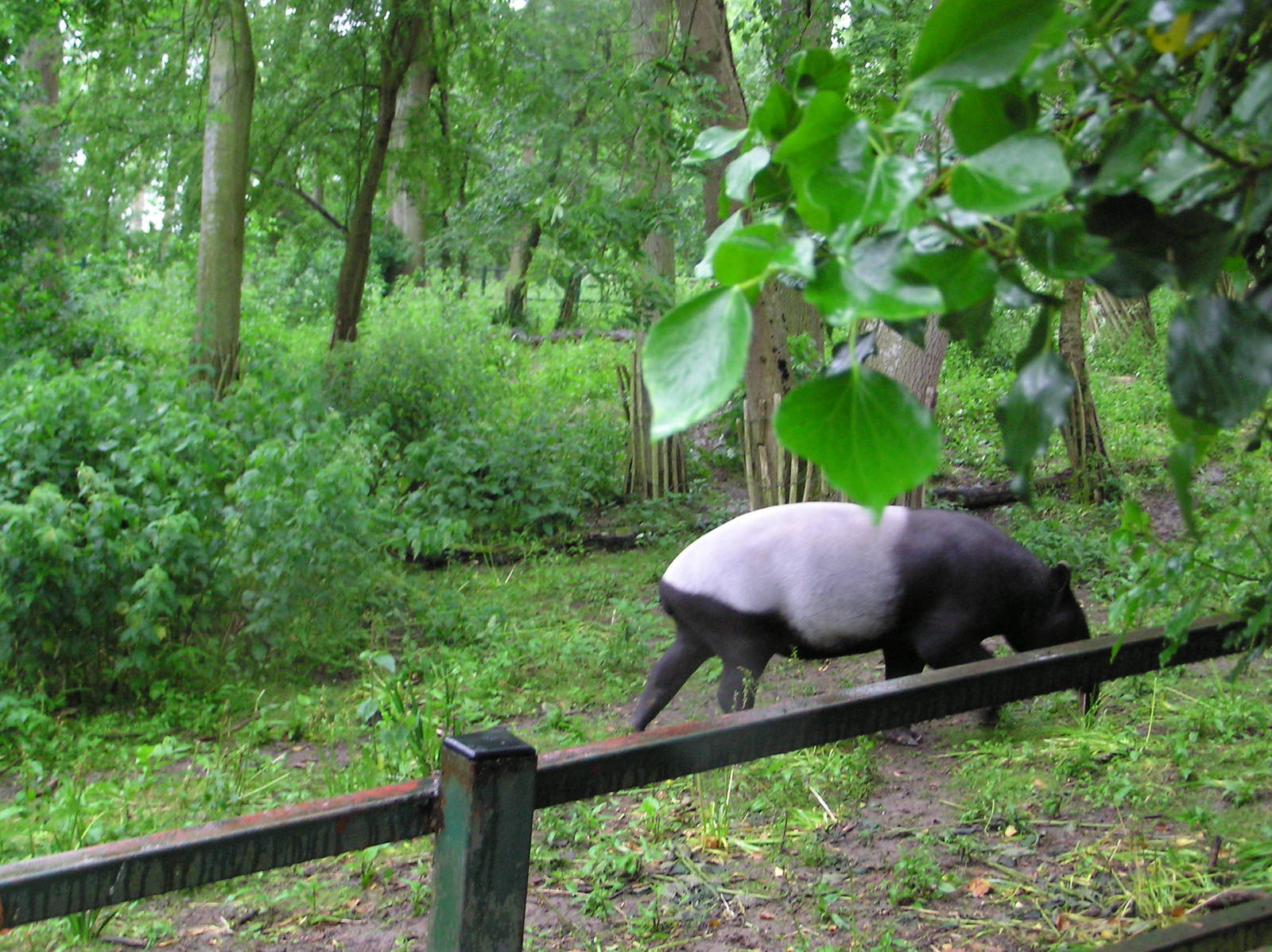 Malayan Tapir Paddock