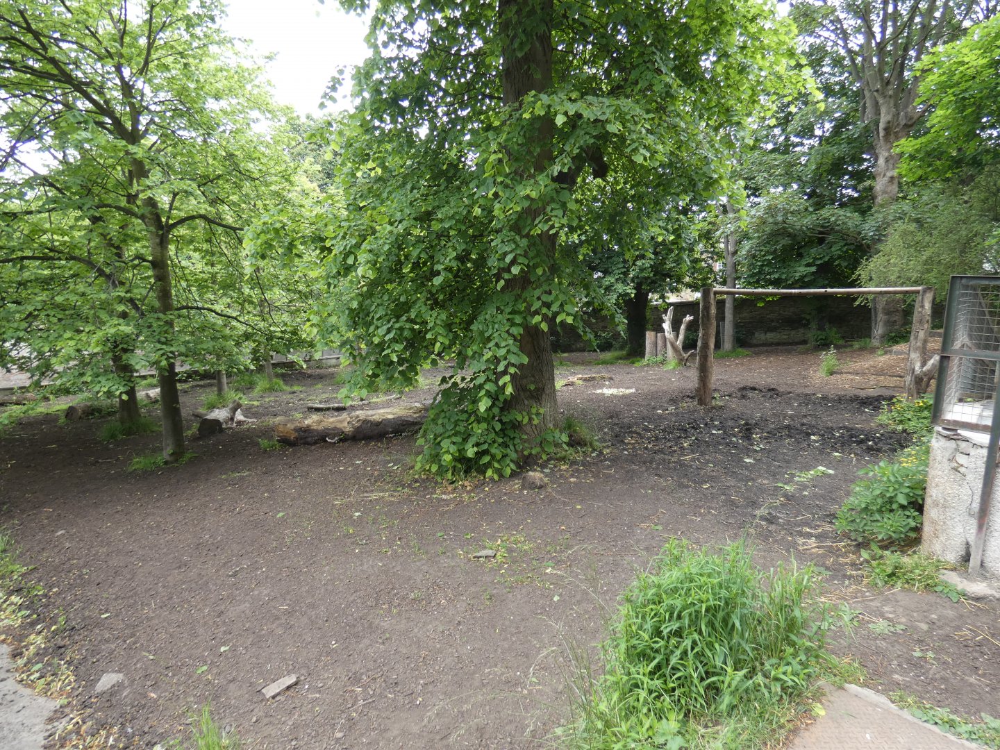 Malayan tapir paddock