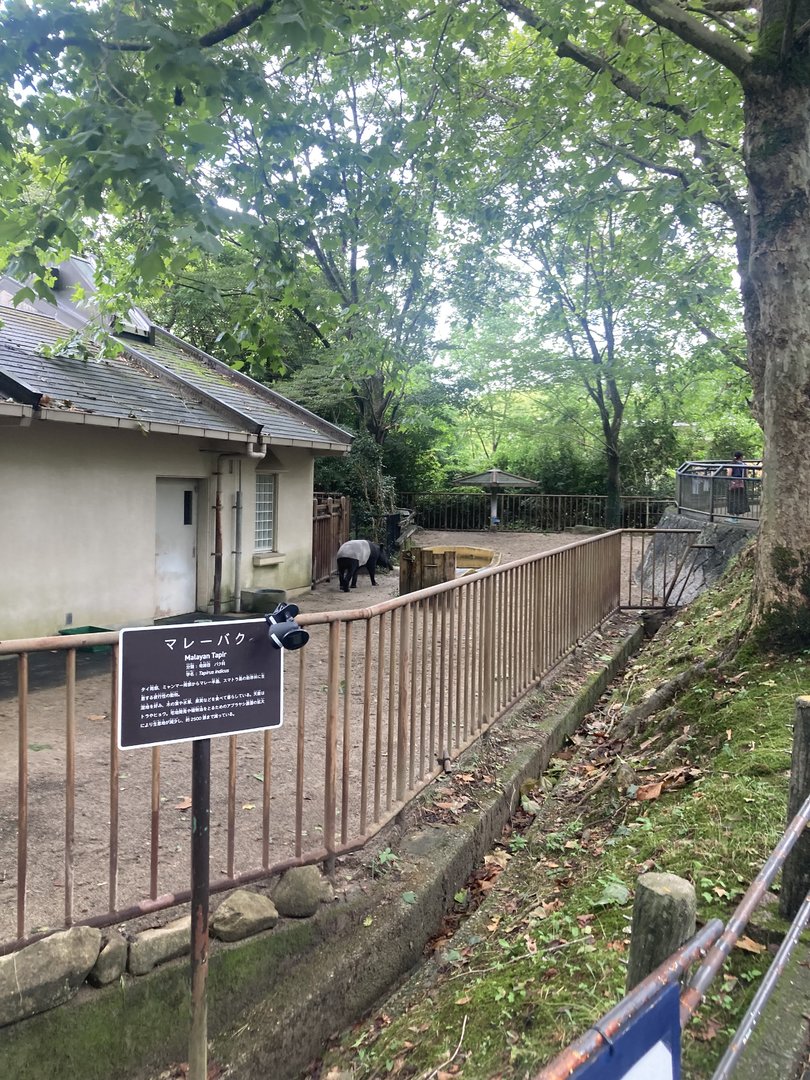 Malayan tapir paddock