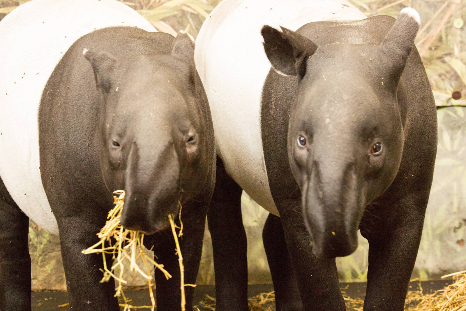 Malayan Tapir Pair