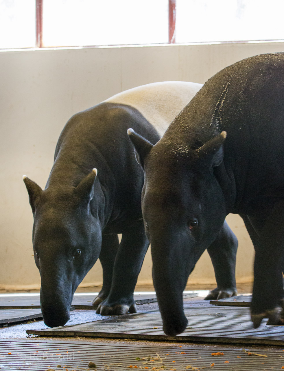 Malayan tapir : Port Lympne : 31 Mar 2015