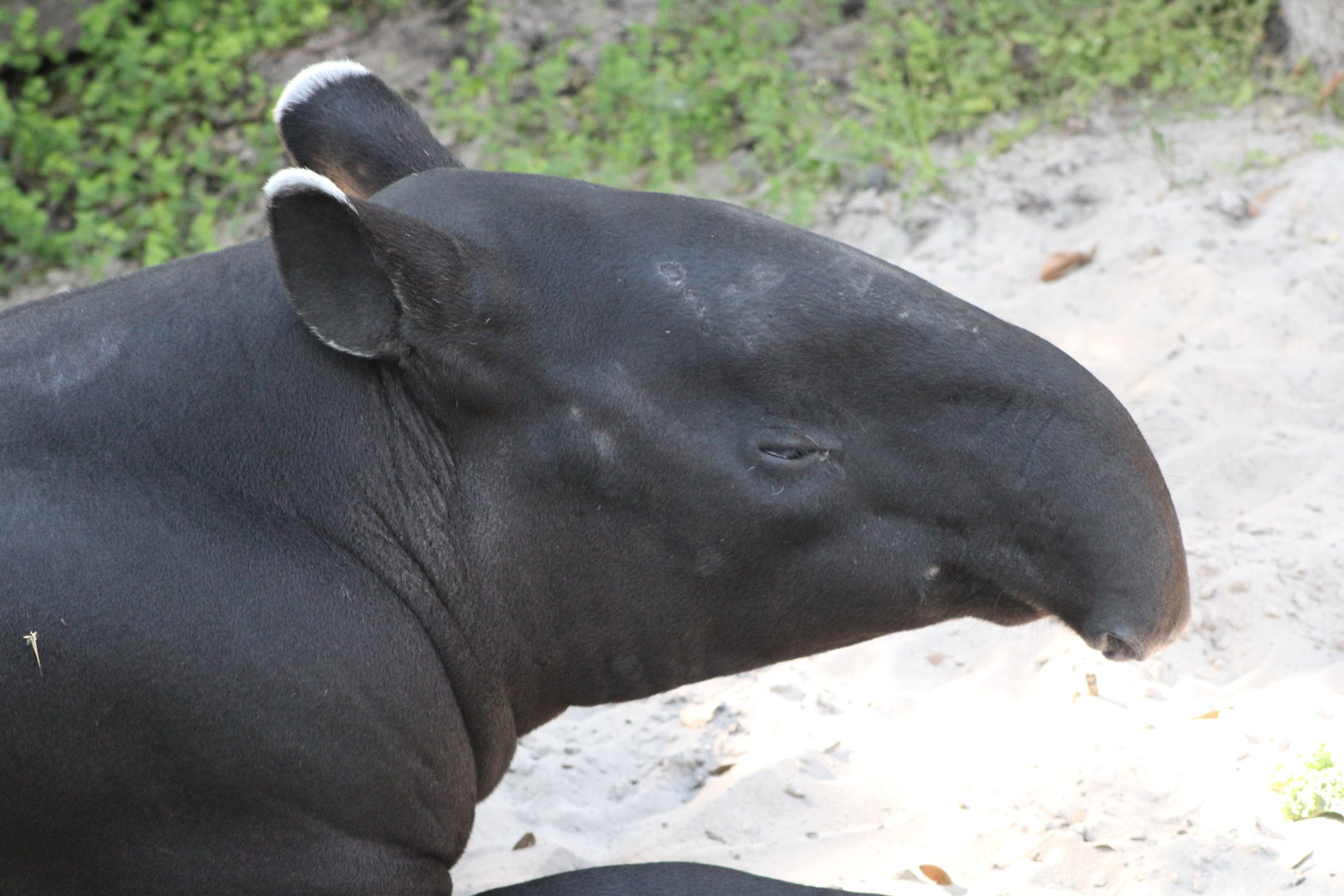 Malayan Tapir portrait (Tapirus indicus)