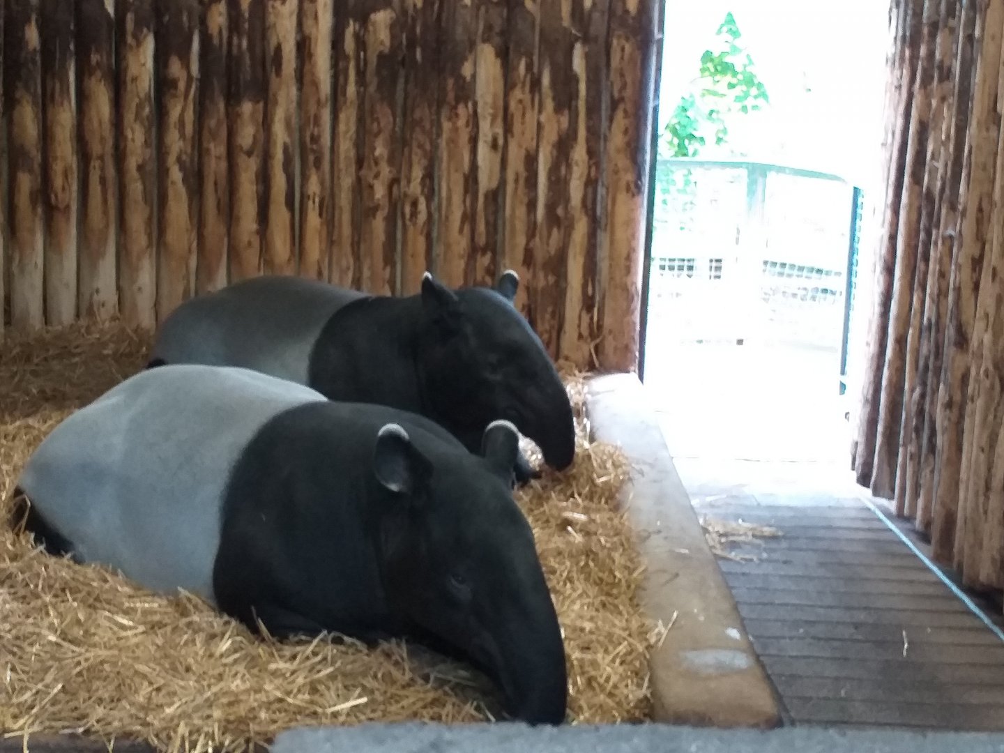 Malayan tapir resting indoors