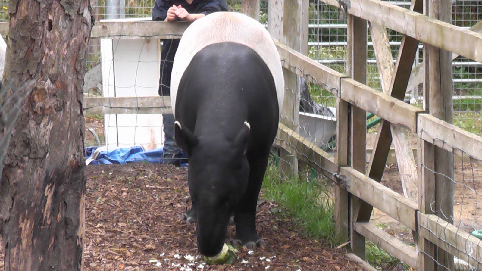 Malayan Tapir - RSCC August 2010