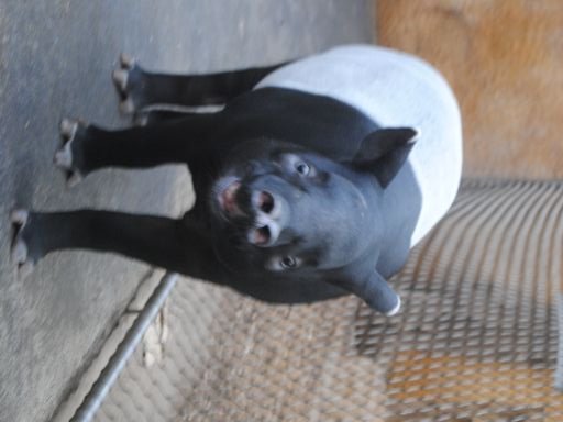 Malayan tapir´s freaking out ;o)