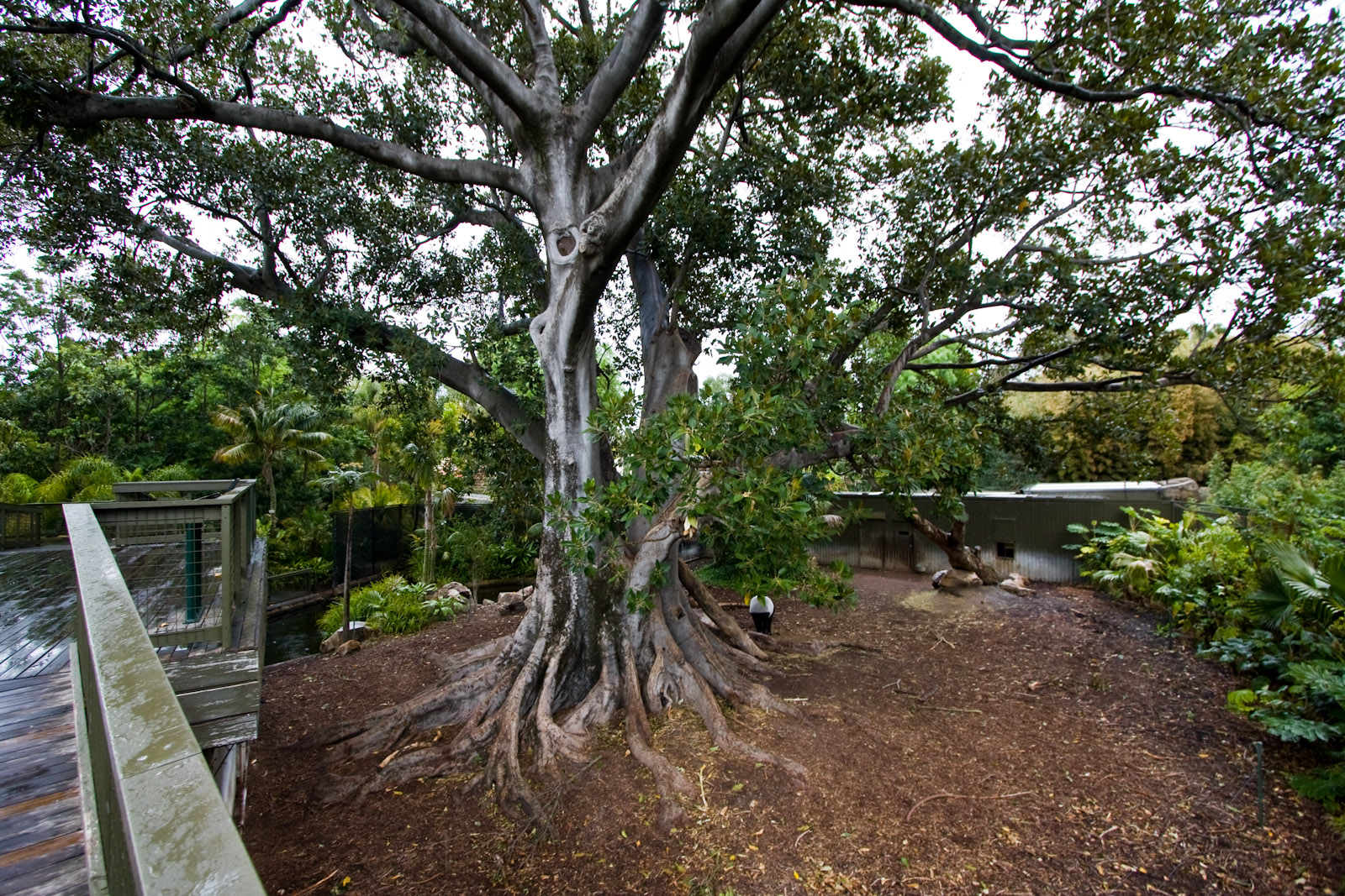 Malayan Tapir - Sep 2008