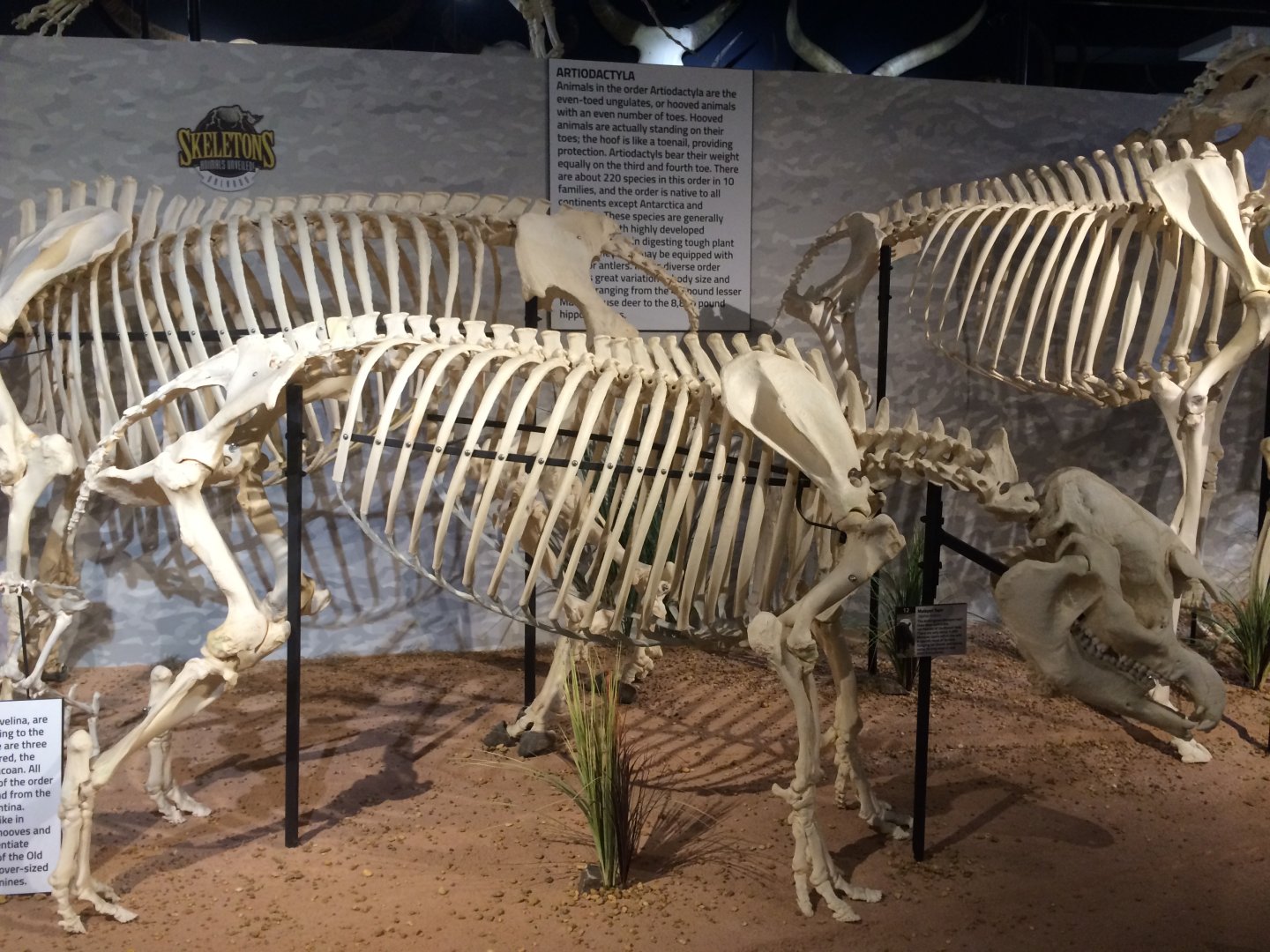 Malayan Tapir Side View