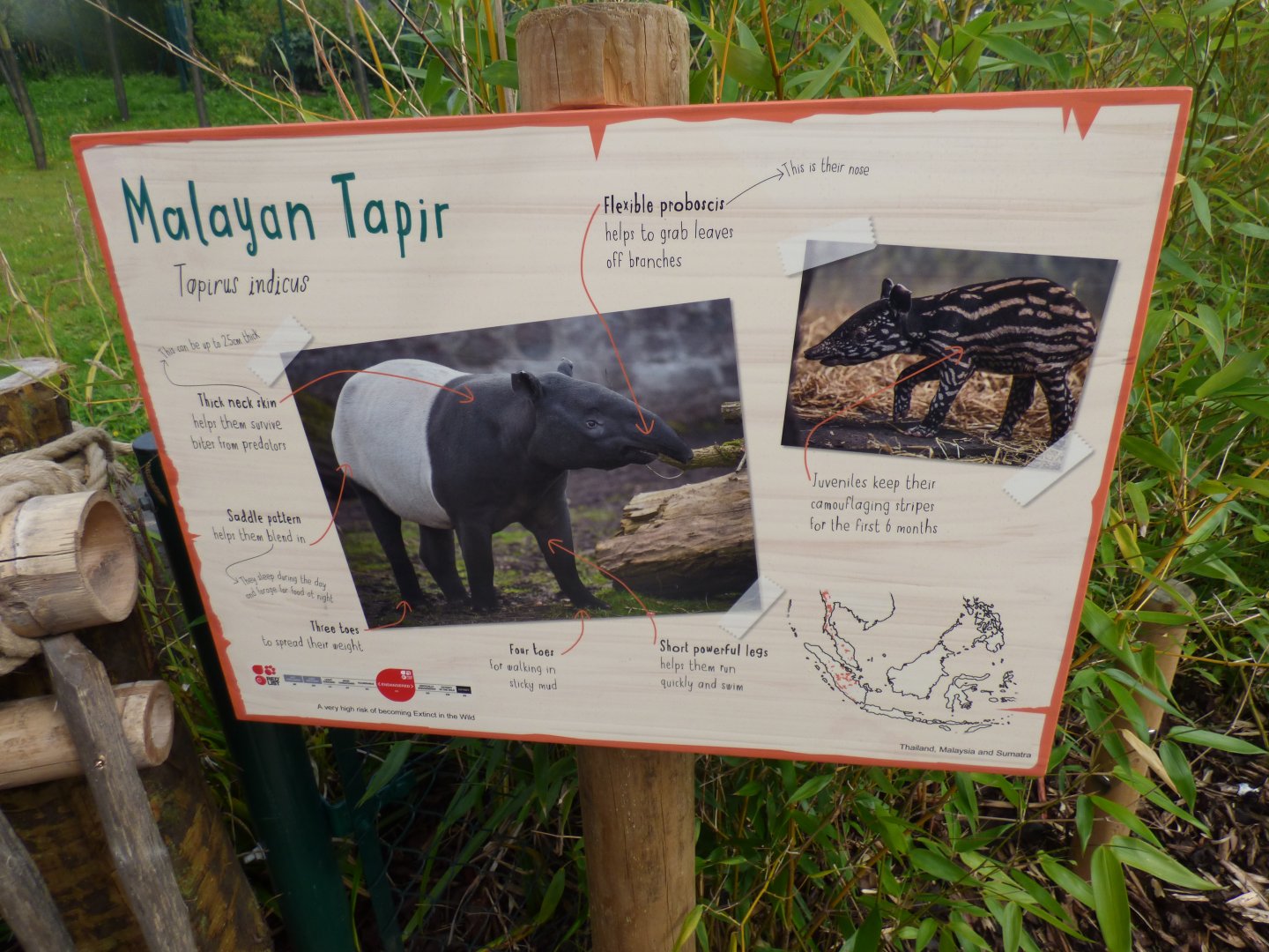 Malayan Tapir Sigange