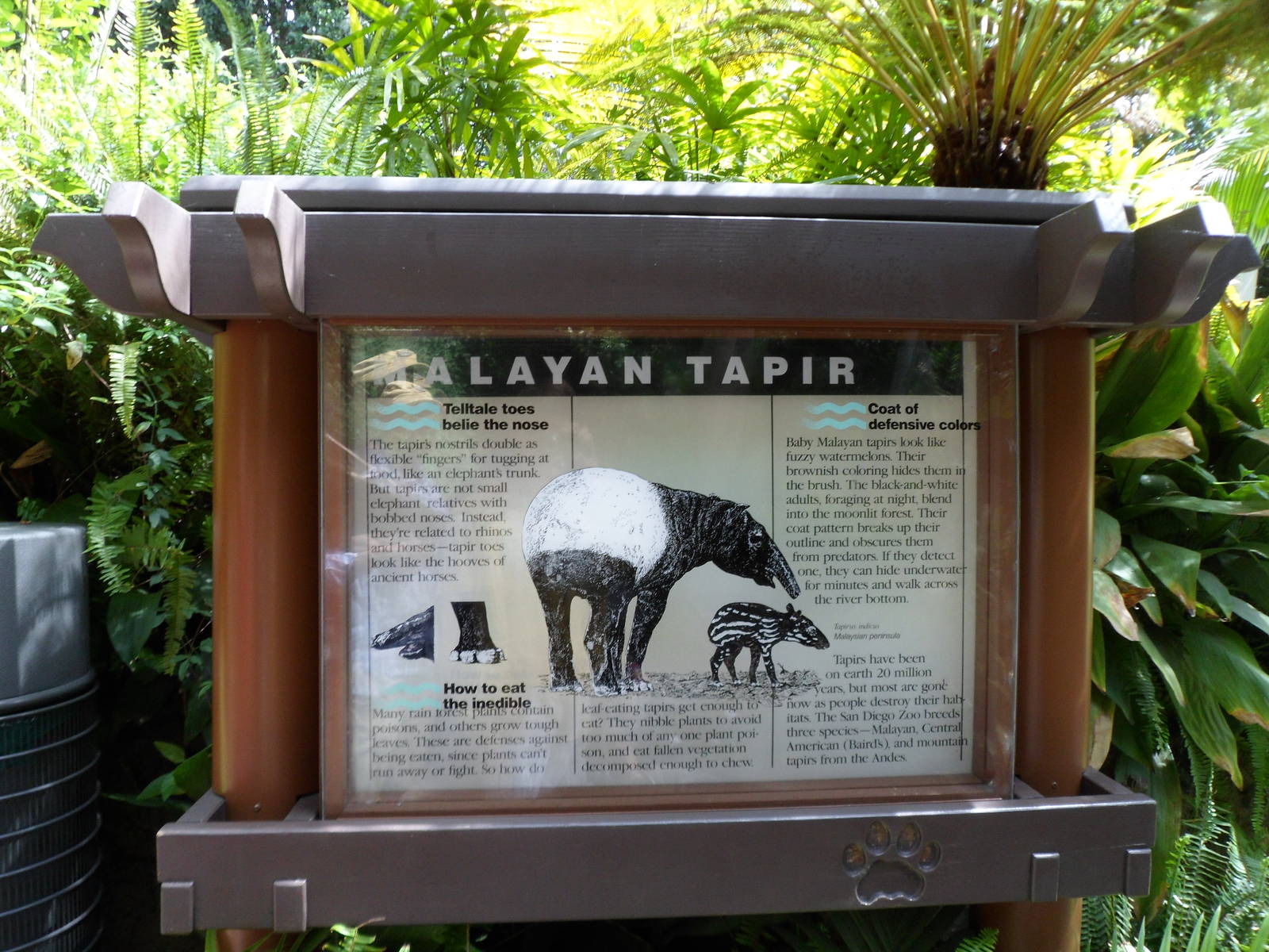 Malayan Tapir Sign